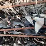 Operación contra tráfico de aletas de tiburón en Perú