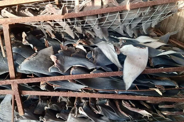 Operación contra tráfico de aletas de tiburón en Perú