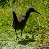 File:Piden en el Parque natural Gómez Carreño.jpg