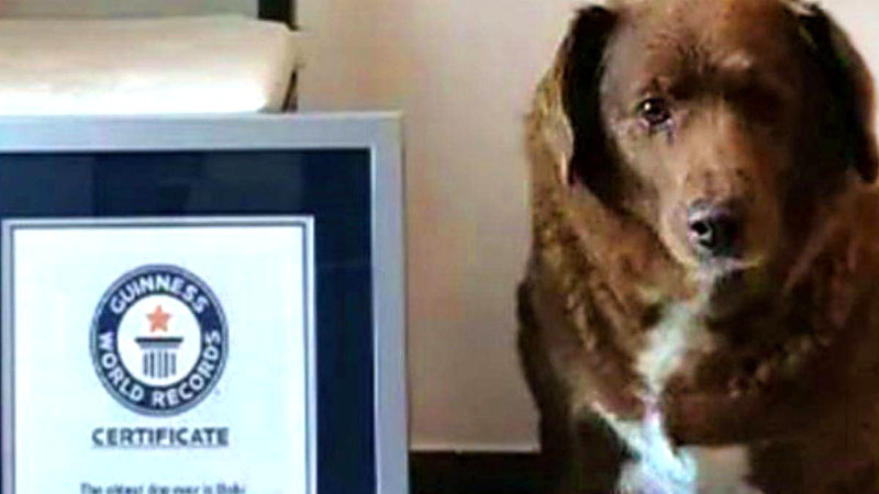 Despojan a Bobi del récord Guinness al perro más viejo del mundo