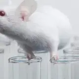 Molecular prostheses reviven la visión en ratones ciegos