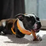 A cute Boston Terrier puppy indoors playing with a chew toy, wearing a colorful bandana.