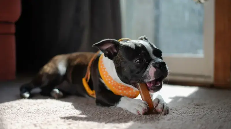 A cute Boston Terrier puppy indoors playing with a chew toy, wearing a colorful bandana.
