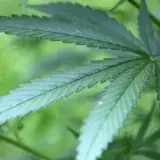 Cannabis: riesgos y beneficios en la salud