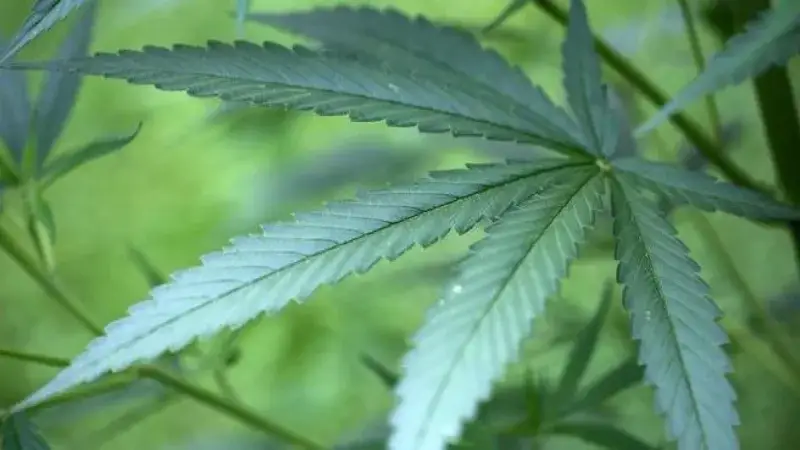 Cannabis: riesgos y beneficios en la salud