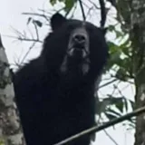 Aparece oso frontino en municipio Andrés Eloy Blanco de Lara