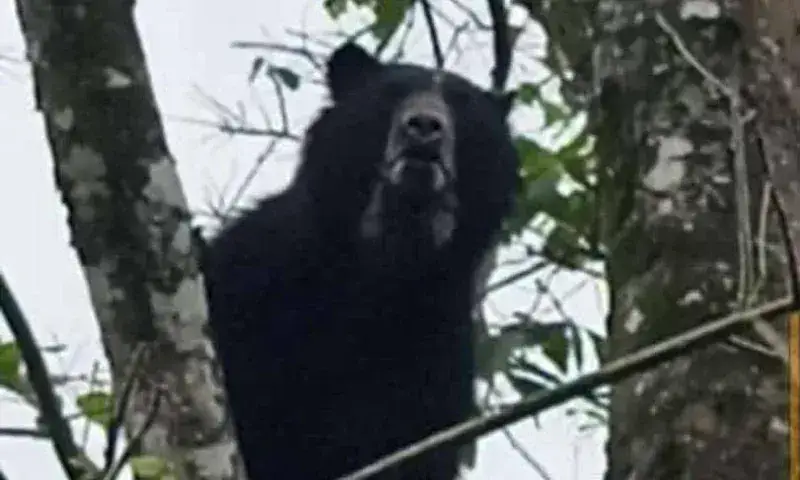 Aparece oso frontino en municipio Andrés Eloy Blanco de Lara