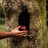 A person's hand reaching into a tree hollow to grab a red apple, symbolizing nature and mystery.