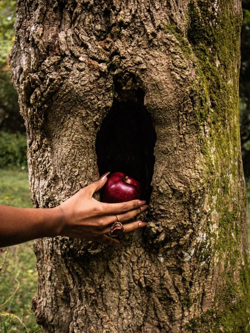 A person's hand reaching into a tree hollow to grab a red apple, symbolizing nature and mystery.