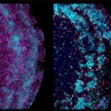 
			Crean ‘minicerebros’ a partir del tejido cerebral de fetos		