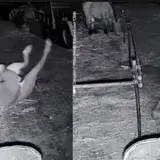 
			VIDEO: Un astuto y mañoso caballo escapa rodando de un corral		