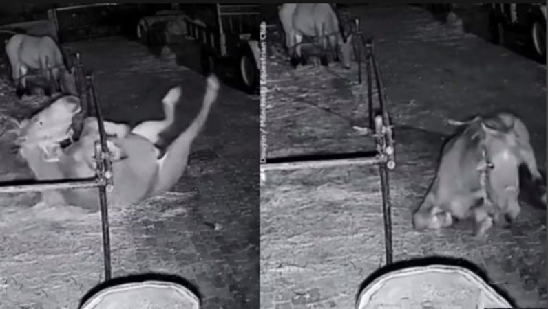VIDEO: Un astuto y mañoso caballo escapa rodando de un corral