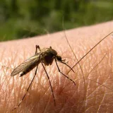 Reportan 2.291 casos probables de dengue entre enero y marzo