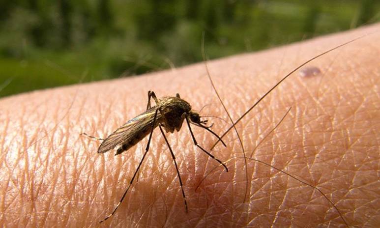 Reportan 2.291 casos probables de dengue entre enero y marzo