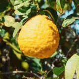 Close-up of a ripe yellow lemon on a leafy tree in sunlight, ideal for food concepts.