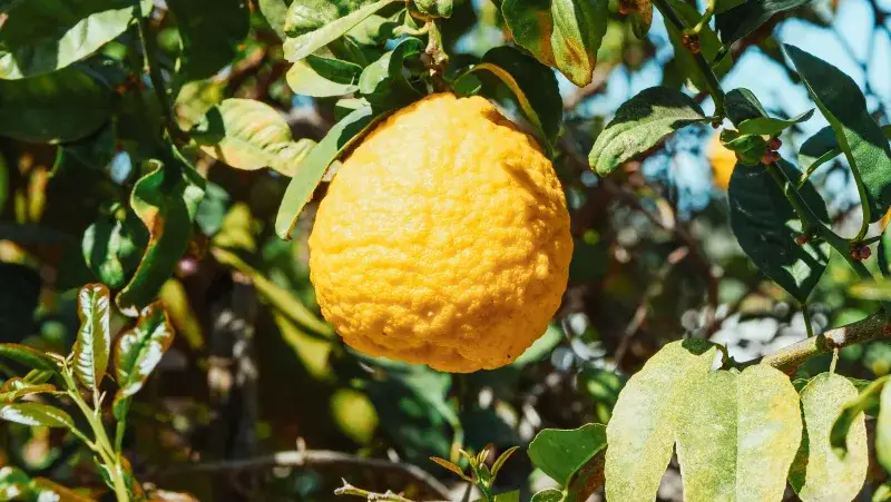 Close-up of a ripe yellow lemon on a leafy tree in sunlight, ideal for food concepts.