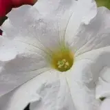 A detailed macro shot of a white petunia flower showcasing its delicate petals and vibrant center.