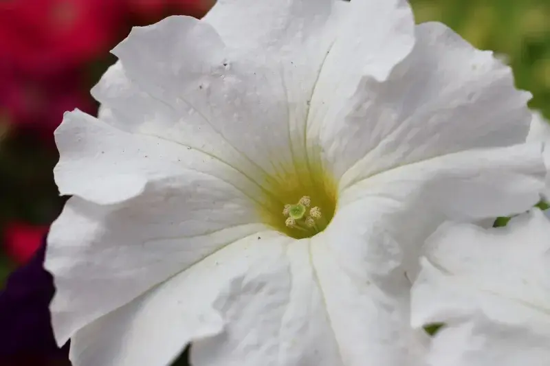A detailed macro shot of a white petunia flower showcasing its delicate petals and vibrant center.