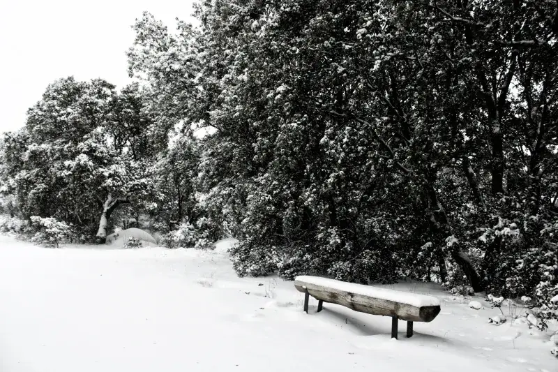 A serene snow-covered bench amidst winter trees in Collado Villalba, Spain.