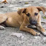 
				Aprehendieron a sujeto que violó de una perrita en Lara			