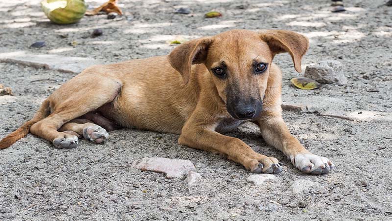 
				Aprehendieron a sujeto que violó de una perrita en Lara			