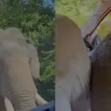 
			VIDEO: Un elefante ataca un auto con turistas en Sri Lanka		