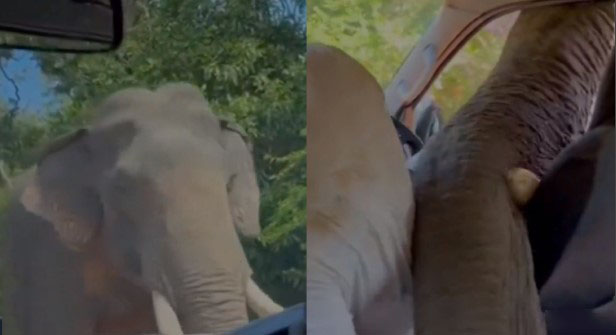 VIDEO: Un elefante ataca un auto con turistas en Sri Lanka