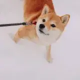 Adorable perro Shiba Inu con correa en la nieve, disfrutando de un día de invierno al aire libre.