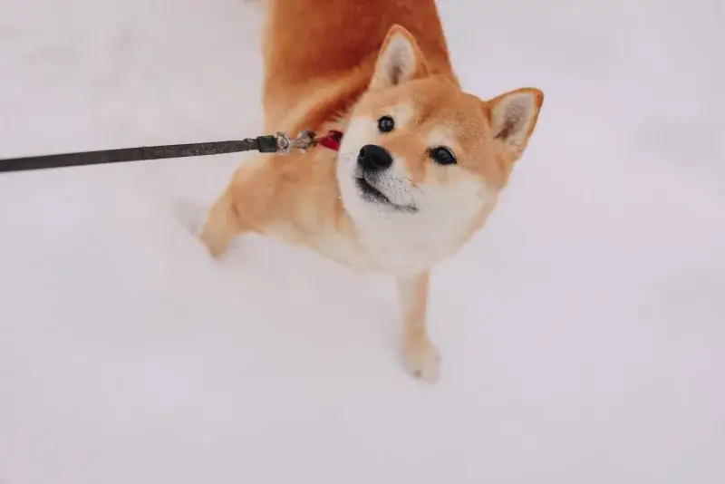 Adorable perro Shiba Inu con correa en la nieve, disfrutando de un día de invierno al aire libre.