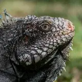 File:Iguanidae head from Venezuela.jpg