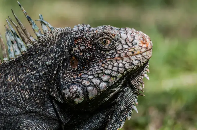 File:Iguanidae head from Venezuela.jpg