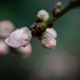 Macro shot of peach flower buds with water droplets on a branch, Santa Lucía Milpas Altas, Guatemala.