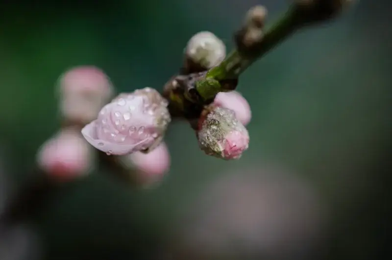 Macro shot of peach flower buds with water droplets on a branch, Santa Lucía Milpas Altas, Guatemala.