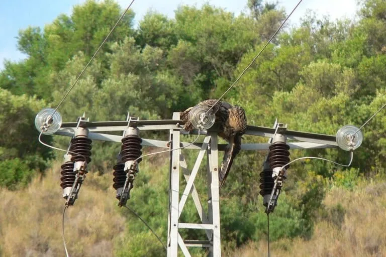 Aves de Latinoamérica enfrentan crisis por virus y factores climáticos