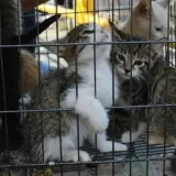 Denuncian matanza violenta de gatos en Barquisimeto
