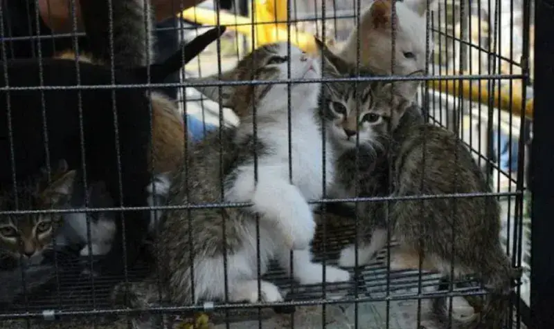 Denuncian matanza violenta de gatos en Barquisimeto