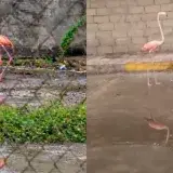 Rescatan y liberan en la laguna Las Peonías a flamenco en Maracaibo