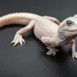
			Nace en Florida un caimán extremadamente raro de piel rosa y ojos azules		