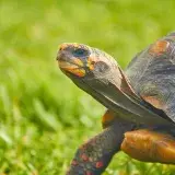 Red-footed tortoise on grassy field in Caracas, showcasing its patterned shell and vibrant colors.