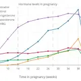 File:Estrogen, progesterone, testosterone, and SHBG levels during pregnancy in women.png