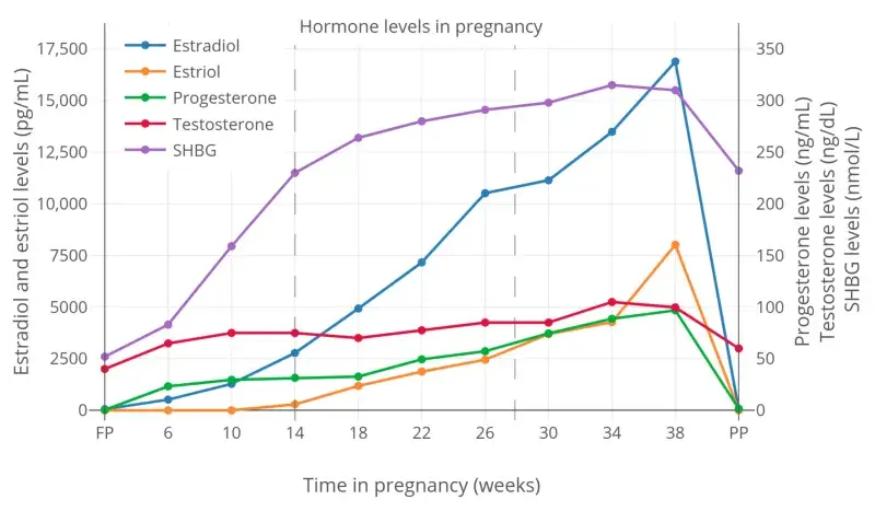 File:Estrogen, progesterone, testosterone, and SHBG levels during pregnancy in women.png