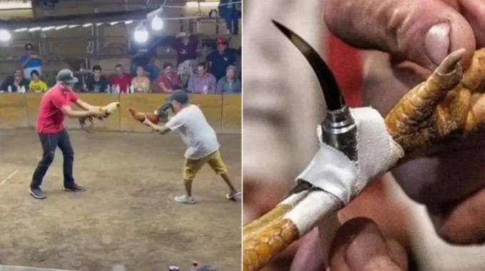 Un gallo de pelea atacó a navajazos a su dueño y terminó gravemente herido