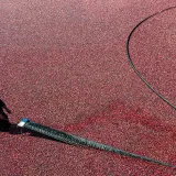 Is cranberry juice really effective against urinary tract infections?