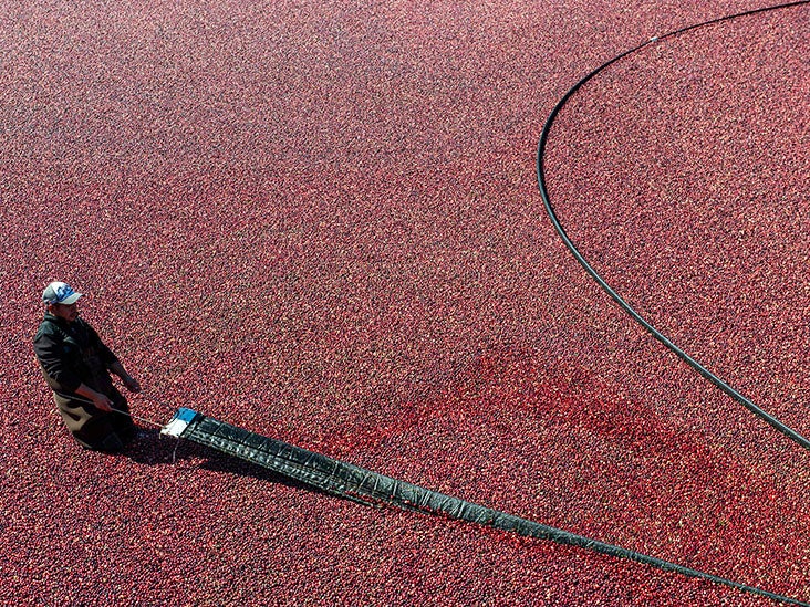 Is cranberry juice really effective against urinary tract infections?