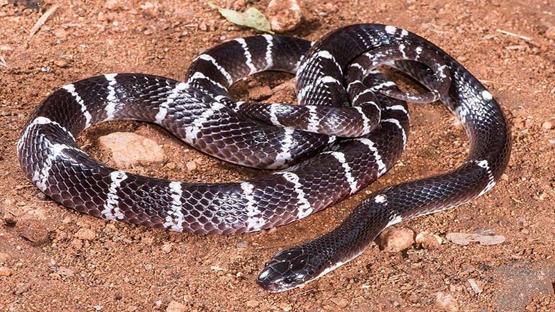 
				Murió niño en Trujillo mordido por una serpiente			