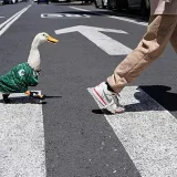 Merlín, el pato viral del Mundial que conquistó a México