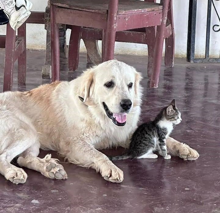 Detenido por matar a 12 mascotas