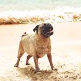 Pug playing joyfully on a sunny beach in Tucacas, Venezuela, capturing a fun summer moment.