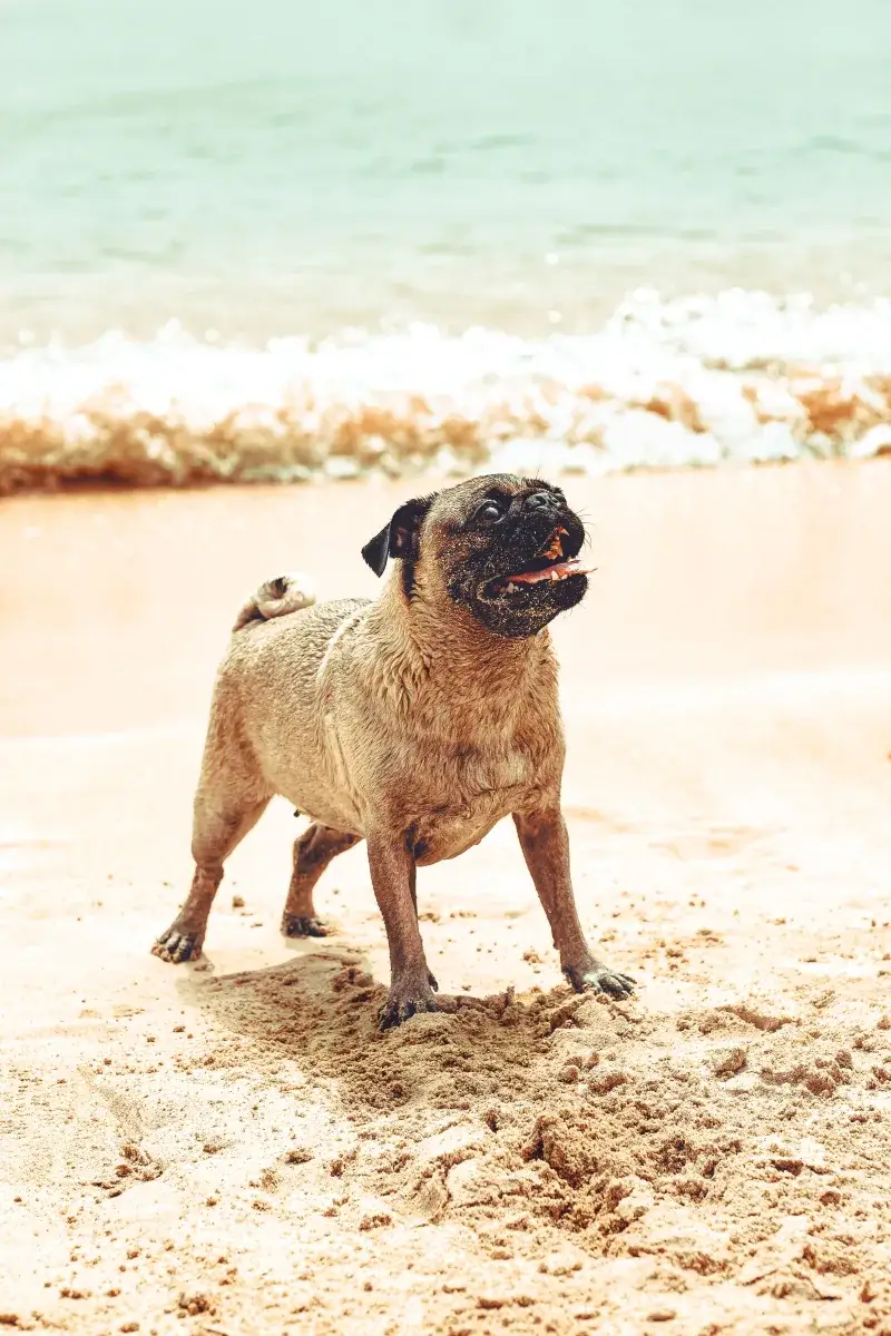 Pug playing joyfully on a sunny beach in Tucacas, Venezuela, capturing a fun summer moment.