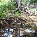 
			Inician recuperación de manglares en el Lago de Maracaibo		